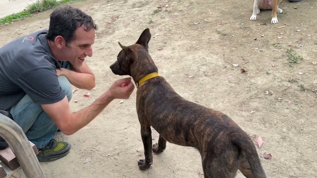 Enlarge Kenzo, a ADOPTABLE mixed breed in San Mateo, CA video 6/6