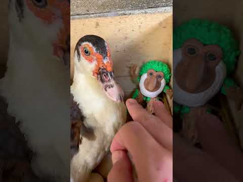 OMG!😱😳 Duck So Angry When I grabbed 👉🐵🌴My Brr Brr Patapim😫#duck #shorts #funny