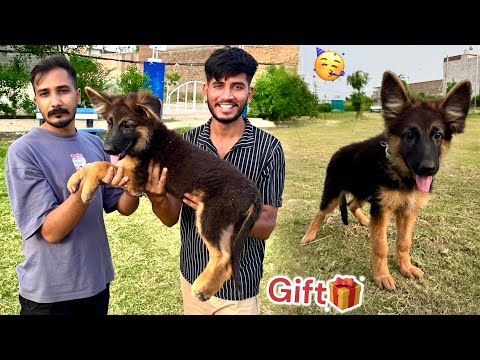 UNBELIEVABLE🥹 BASSAM NY GERMAN SHEPHERD BABY GIFT KR DIYA😍