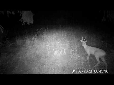 ciuta din Bucovina, izvorul alb