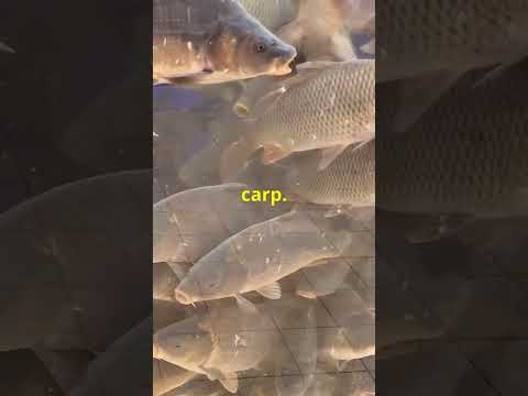 Bathtub Guests! Slovakia's Unique Christmas Carp Tradition