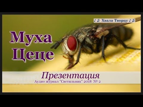 ♪♪🔔Муха цеце - Презентация