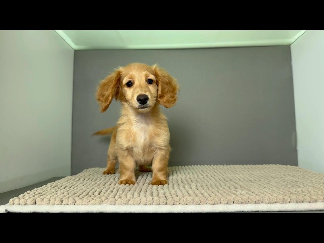 (子犬) 犬種：ダックスフンド・ミニチュア・ロング 女の子 ブリーダー マロニエケンネル　MARRONNIER KENNEL k4132の画像