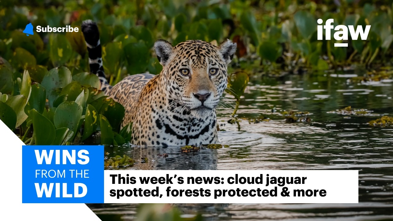 Rare Jaguar Sighting, 90% Forest Protection & Sharks Have Friends | Wins from the Wild
