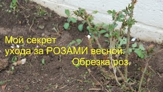 Что делать с удочками у роз