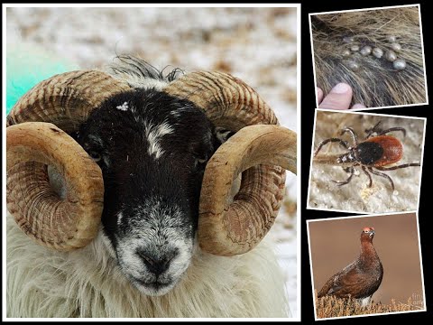 LOUPING ILL IN ANIMALS