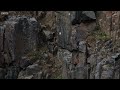 Chicks Jump Off Cliff To Dream On Startups Do Same Jump