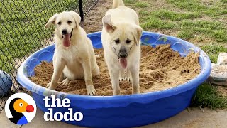 Guy Finds 2 Abandoned Puppies On His Porch | The Dodo Foster Diaries by The Dodo