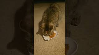 Warren's here for dinner #stray #straycat #cat #cats #cuteshorts #catvideos #tabbycat #cutecat