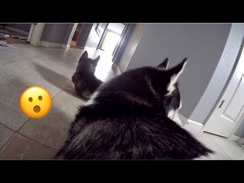 Husky Mom Left Home Alone with her Puppy! Video