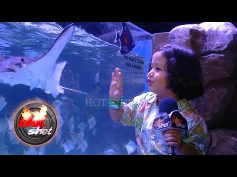 Hot Shot 15 Juni 2019 - Raja Nasution Kunjungi Aquarium Raksasa Saat Libur Syuting