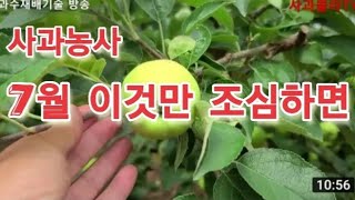 [사과재배] 7월 상순 꼭 들어야할 핵심 내용