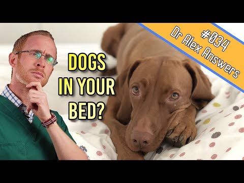 YouTube video about: Should I cover my dog with a blanket at night?