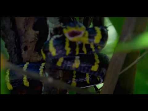 Robinson 2009 (Intro)