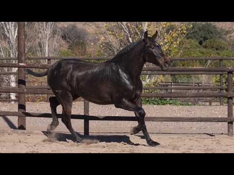 Mare PRE Pure Spanish Bred For sale 2018 Other color