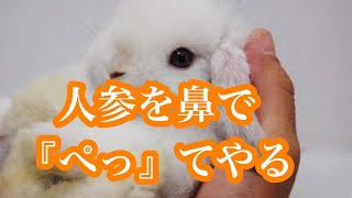 【超現実マインクラフト】男二人でウサギの話で盛り上がる＃３