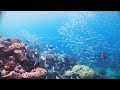 Tranquil Underwater Snorkeling ASMR Ambience Inspired By My Octopus Teacher