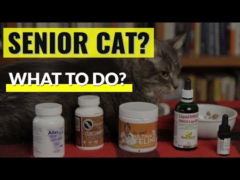 Old Cat In Pain? 5 Natural Options