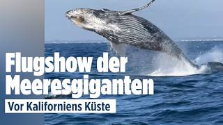 KALIFORNIEN: Buckelwal-Spektakel – Touristen erleben es hautnah
