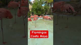 Flamingos at the port of Costa Maya #flamingo #birds #cruise