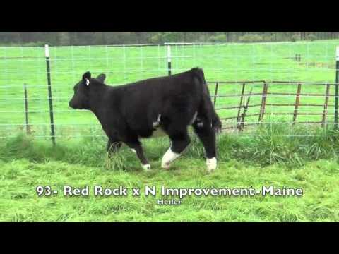 93   Red Rock x N Improvement Maine