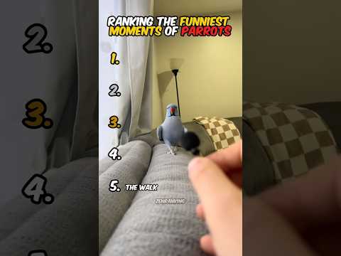 Ranking The Funniest Parrot Moments 🦜😂