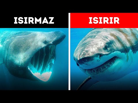 , title : 'Bugüne Kadar Var Olan En Esrarengiz Hayvanlar (Her Köpekbalığı Isırmaz!)'