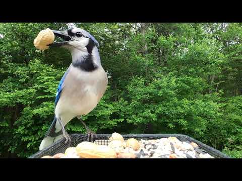 Blue Jay --- Just pick a peanut!