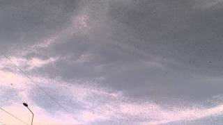 Locusts on the sky at Addis Ababa.... I never seen before!!! By Ayalew Abebe