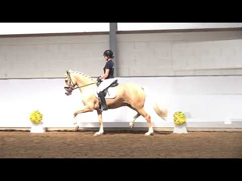 4j. Palominowallach v. Golden Challenge – Vincent