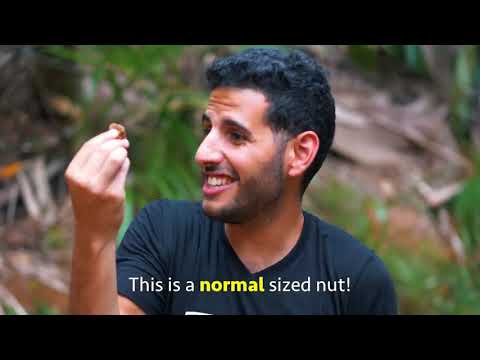 World's Biggest Nut | Nas Daily | Episode - 961 | 1 min Video