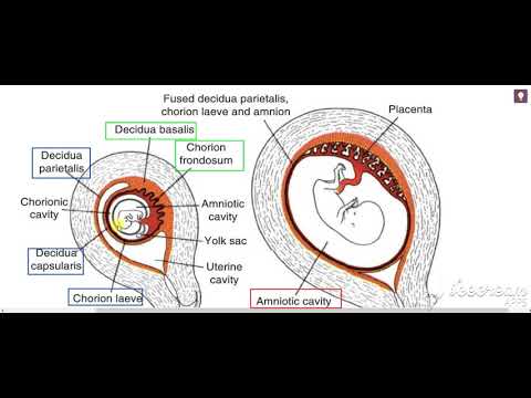 Chorion Decidua Placenta 3