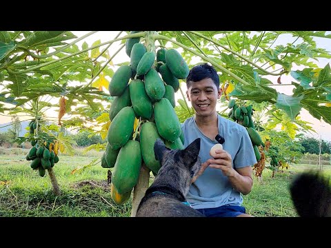 วิธีทำให้ผลดกด้วยไข่ | เอิร์ธสดชื่นปลูกสวนป่าผลไม้อินทรีย์ลดโลกร้อน