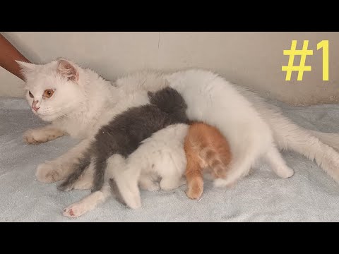 Mother cat and 5 newborn kittens abandoned by their owner #part1