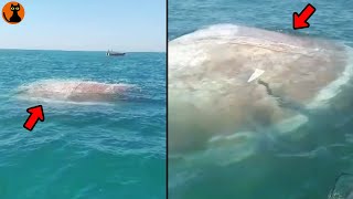 【10m超】ブラジルで撮影された甲羅を持つ巨大生物...世界中で撮影された未確認生物UMA８選