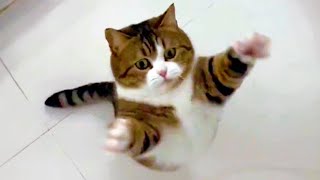 NEW FUNNY ANIMALS 😅 FUNNIEST CATS AND DOGS VIDEOS 2023 Part 6