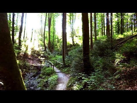 Summer Forest Harmony (Aerial Fly Through)