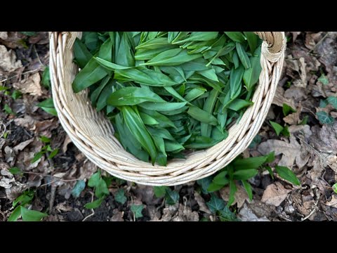 Fermented wild garlic recipe