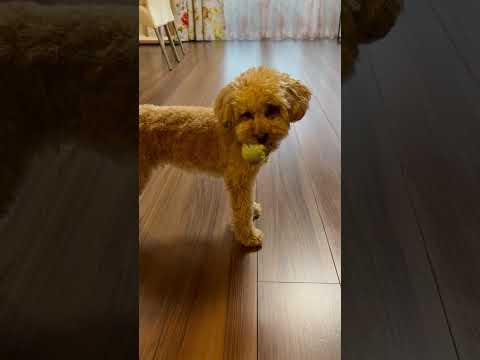 経営学科 すみっコぐらしのぬいぐるみが気に入ってるトイプードル10ヶ月 #toypoodle #poodle #puppy #トイプードル