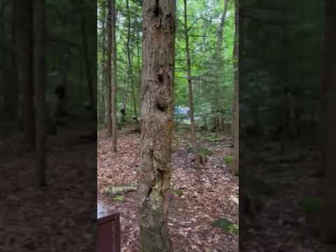 Campsite 360 view