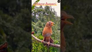 Download lagu Suara Burung Hwamei Cina #suaraburung #panggilanburung #alam #burungliar #faktaburung mp3 Download lagu Suara Burung Hwamei Cina #suaraburung #panggilanburung #alam #burungliar #faktaburung mp3