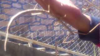preview picture of video 'insecto palo de san pedro cajonos'