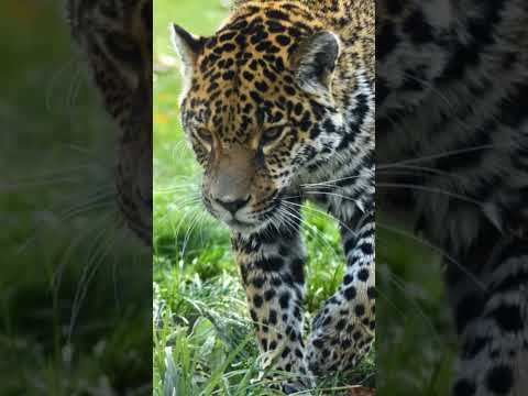 novo ataque de onca a vaqueiro ,em campinacu-goias #noticias #fazenda #sospantanal