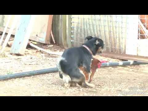 download lagu mp3 mp4 Cachorro No Cio, download lagu Cachorro No Cio gratis, unduh video klip Cachorro No Cio