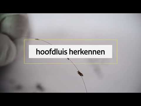Hoofdluis herkennen