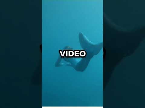 Mermaid Caught On Camera #shorts