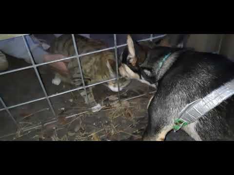 Gisela and Gigi meet Goldie the cat