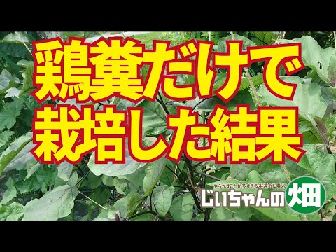 鶏糞を肥料として使用する: 庭の自然の驚異 + ビデオチュートリアル  庭園