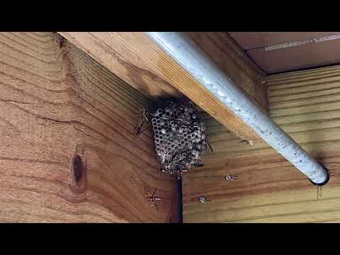 Paper Wasp Nest Found Under the Porch in Gladstone, NJ