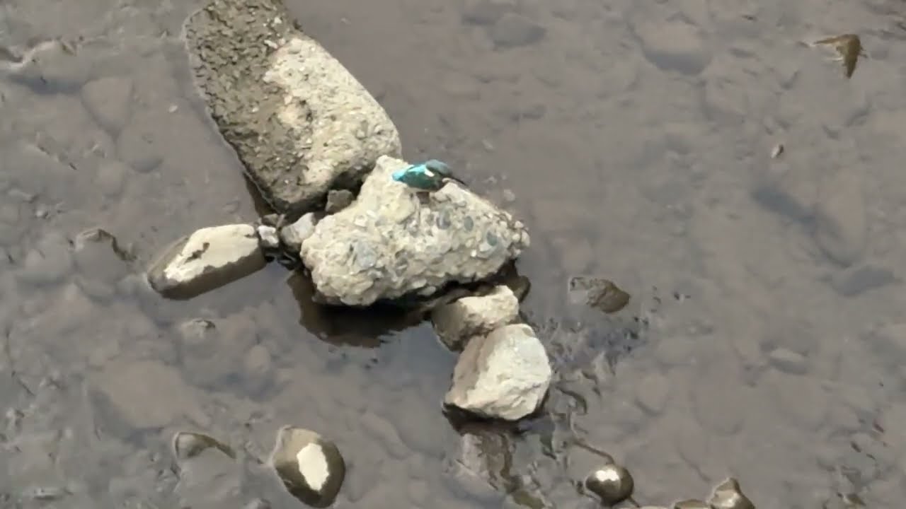 ［解離性同一性障害］1時間耐久カワセミ動画［人格のお遊び］